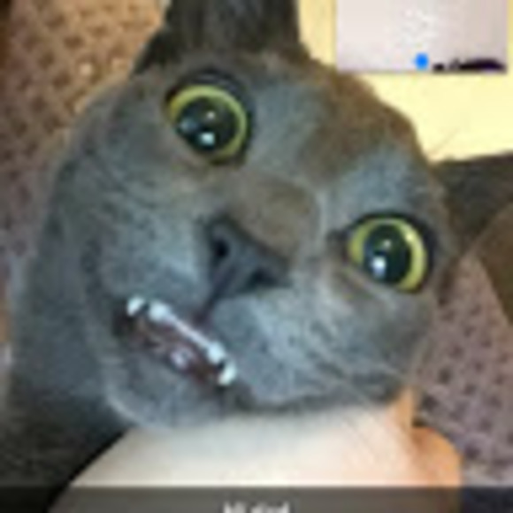 Meet your Posher, Fwee - Picture 1 of 1